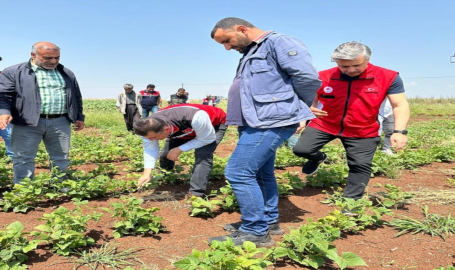 Şanlıurfa’da ilk defa şeker fasulyesi ekimi yapıldı