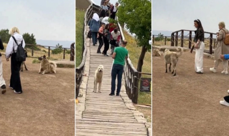 Tepki çekti! Göbeklitepe’deki köpekler ziyaretçileri korkuttu!