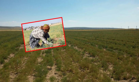 Harran’da çiftçiler kimyon hasadına başladı