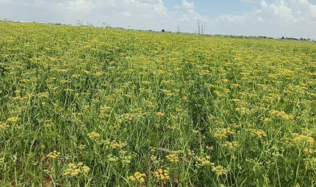 Harran Bölgesinde, ilk defa rezene ekildi