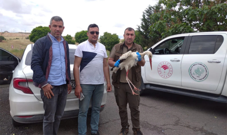 Şanlıurfa’da yaralı halde bulunan leylek tedavi altına alındı