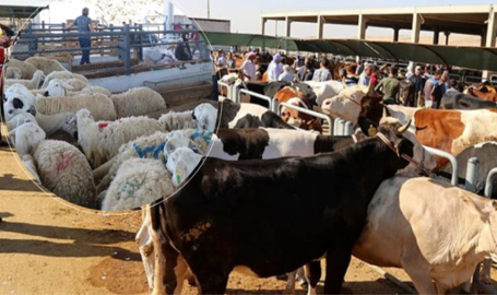 Şanlıurfa'da Kurbanlık Hayvanlarını Satamayan Üreticilere Müjde! Bakanlık Destek Veriyor