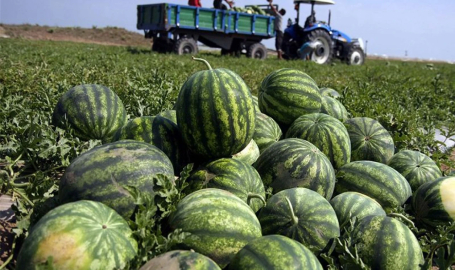 Şanlıurfa'da karpuz bolluğu yaşanıyor