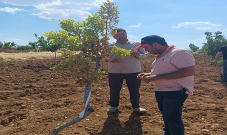 Fıstık ağaçlarında görülen renk değişimlerine dikkat