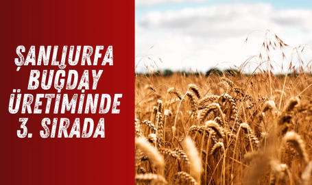 Şanlıurfa buğday üretiminde 3. sırada