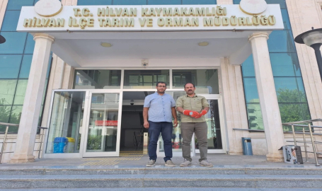 Yaralı halde bulunan Balaban tedavi edildi