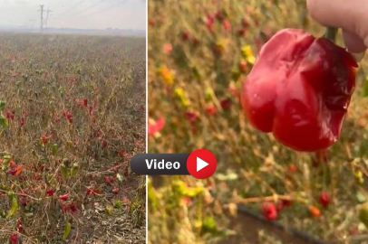 Urfa'da Çiftçi Sezonu Büyük Zararla Kapattı! Biberleri Tarlada Kaldı