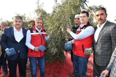 Urfa Valisi Şıldak, Zeytin Hasadına Katıldı!