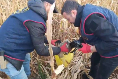 Urfa’da Silah Kaçaklığı Operasyonu! 11 Gözaltı 