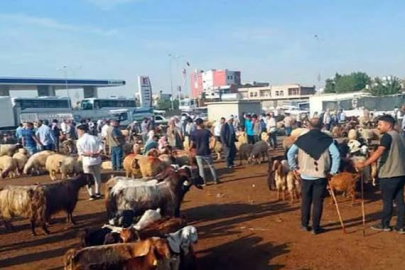 Urfa’da Bir Hayvan Pazarı Daha Kapatıldı! 