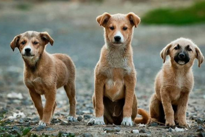 Belediyelere yeni kıskaç! Köpek başına ceza kesilecek